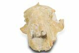 Partial Oreodont (Eporeodon?) Upper Skull - South Dakota #300012-6